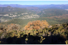 Battue Sangliers dans le Cevennes