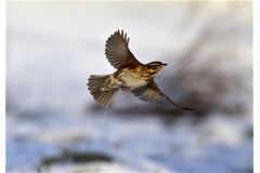 Chasse à la grive dans le Gers