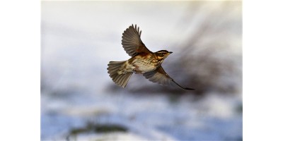 Chasse à la grive dans le Gers