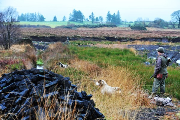 Irlande - Bécasse 