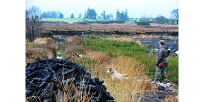 Bécasse en Irlande