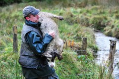 Irlande - Bécasse 