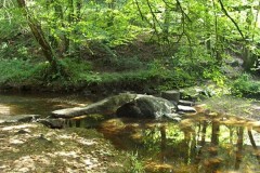 Bécasse dans l'Aude