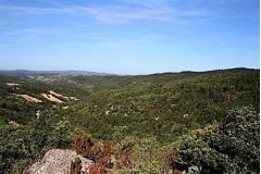 Palombe dans l'Aude 