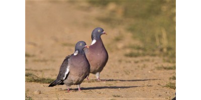 Palombe dans l'Aude