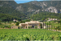 Chasse à la grive dans le Vaucluse 