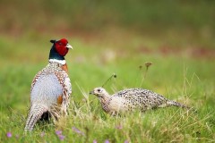 Perdrix Faisans dans la Meuse