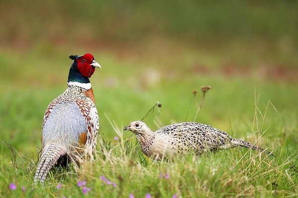 Perdrix Faisans Dans La Meuse Chasse Box Perdrix Faisans Dans La Meuse Chasse Box
