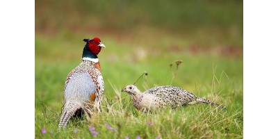 Perdrix Faisans dans la Meuse