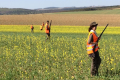 Perdrix Faisans dans la Meuse