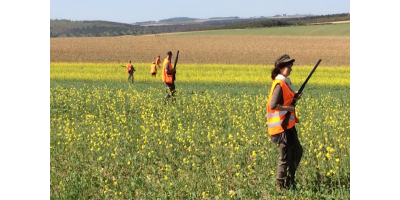 Perdrix Faisans dans la Meuse