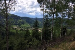 Battue Grands Gibiersvdans les Vosges