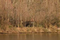 Battue Sangliers en Haute Saône