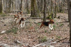 Battue Sangliers en Haute Saône