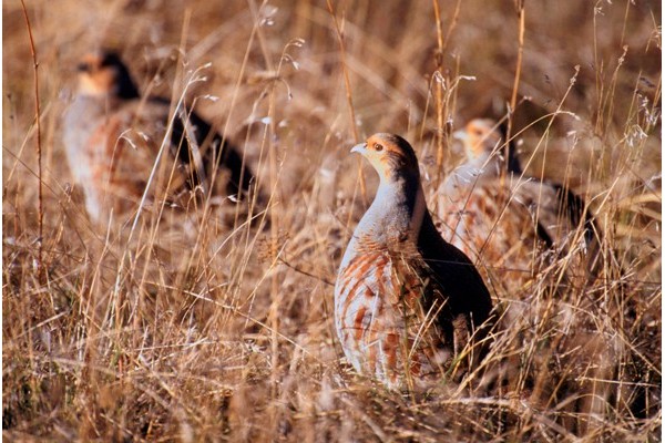 Perdrix Faisans dans l'Indre