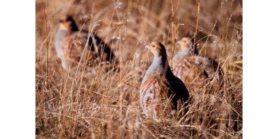 Chasse aux Faisans dans l'Indre