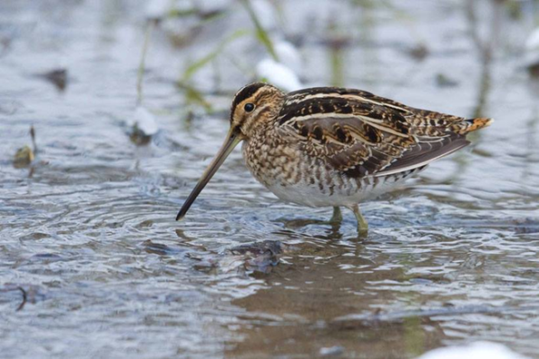 Chasse aux Becassines dans le Nord