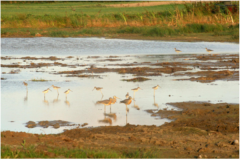 Chasse aux Becassines dans le Nord