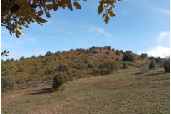 Battue Sangliers Pyrénnées Orientale