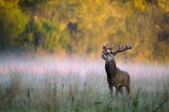 Approche cerf dans l'Indre