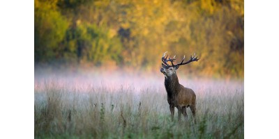 Approche cerf dans l'Indre