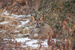 Battue aux chevreuils dans le Gers