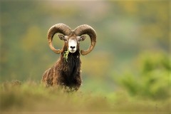 Approche au Mouflon dans les Pyrénnées Atlantiques.