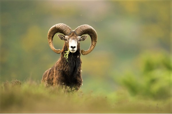 Approche au Mouflon dans les Pyrénnées Atlantiques.