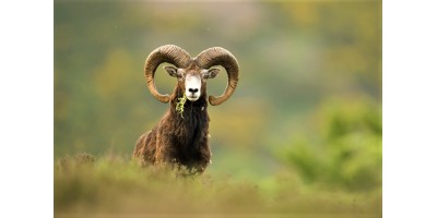 Approche au mouflon dans les Pyrénnées Atlantiques.