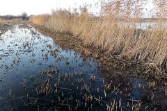 Chasse de la Sauvagine dans le Nord