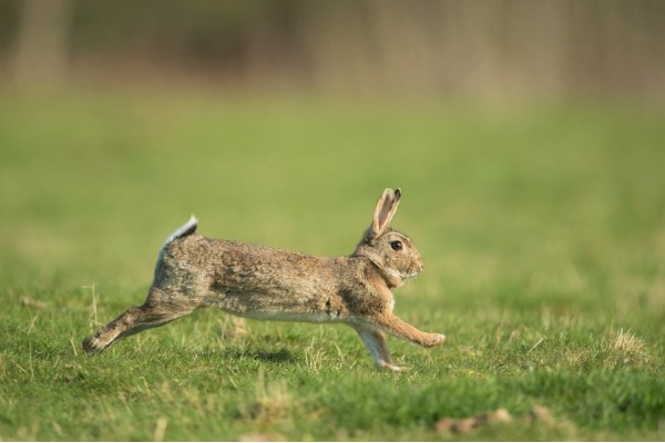 Lapins dans la Loire