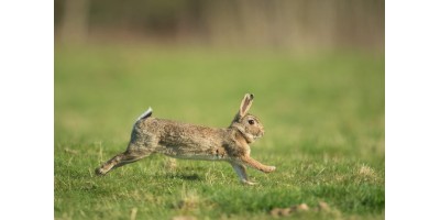 Lapins dans la Loire