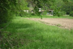 Lapins dans la Loire