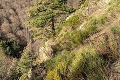 Approche au Cerf dans les Pyrénées Atlantiques