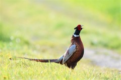 Perdrix Faisans dans l'Indre et Loire