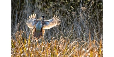 Perdrix Faisans dans le Cher