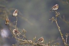 Chasse à la Grive dans les Landes