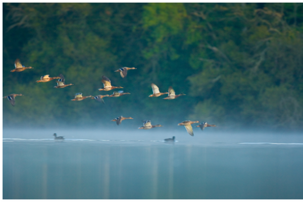 Chasse aux Canards en Loire Atlantique Chasse aux Canards en Loire Atlantique