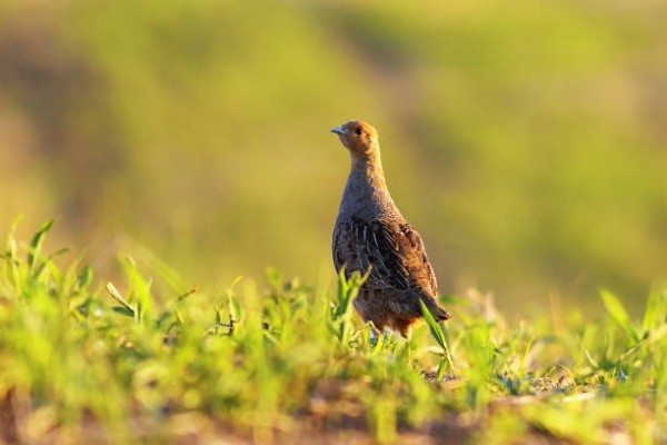 Perdrix Faisans en Bourgogne 