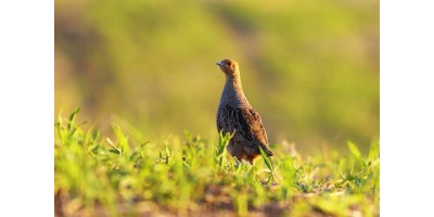 Perdrix Faisans en Bourgogne