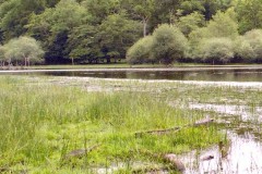 Perdrix Faisans dans l'Allier