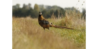 Perdrix Faisans dans le Nord