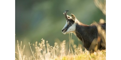 Approche à l'Isard dans les Pyrennées