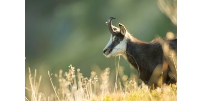 Approche à l'Isard dans les Pyrennées