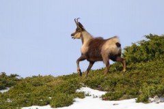 Approche à l'Isard dans les Pyrennées Orientales