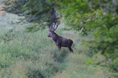 Approche au Cerf dans l'Aude