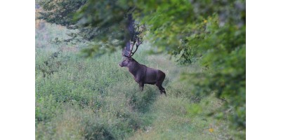 Approche au Cerf dans l'Aude