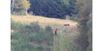 Battue Cervidés et Sangliers en Occitannie