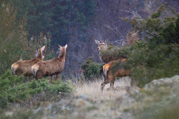 Battue Cervidés en Aveyron