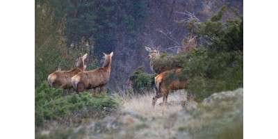 Battue Cervidés en Aveyron